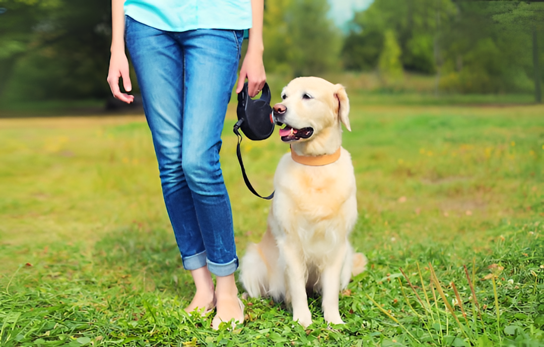 Safe and Durable Leashes & Harnesses