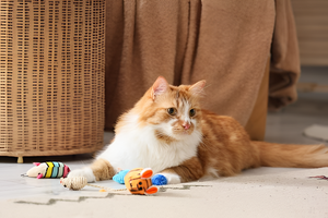 Fun Toys That Keep Pets Active