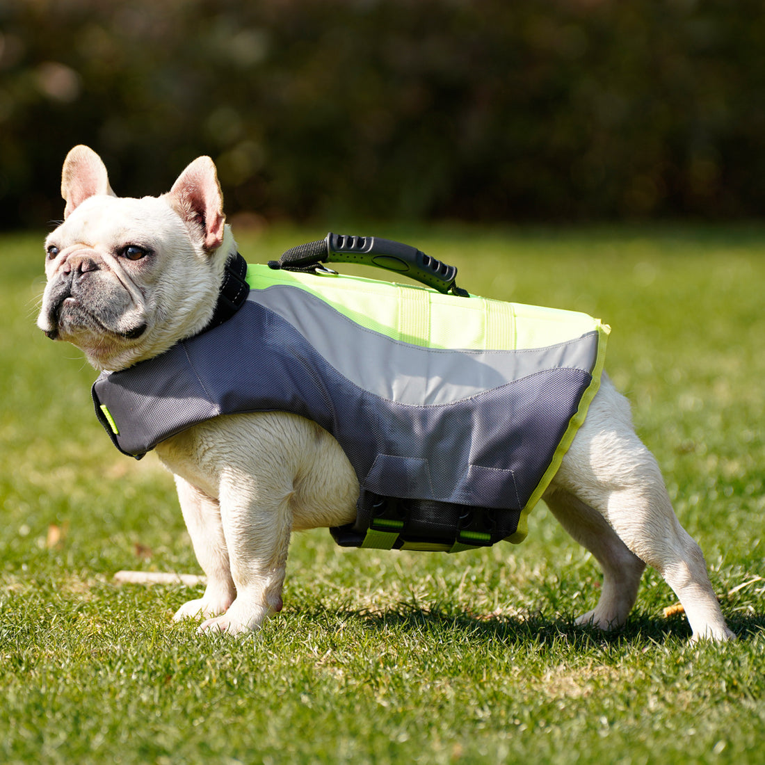 Pet Dog Swimsuit Life Jacket