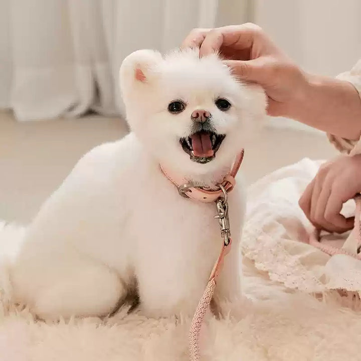 Hand Holding Rope Dog Leash