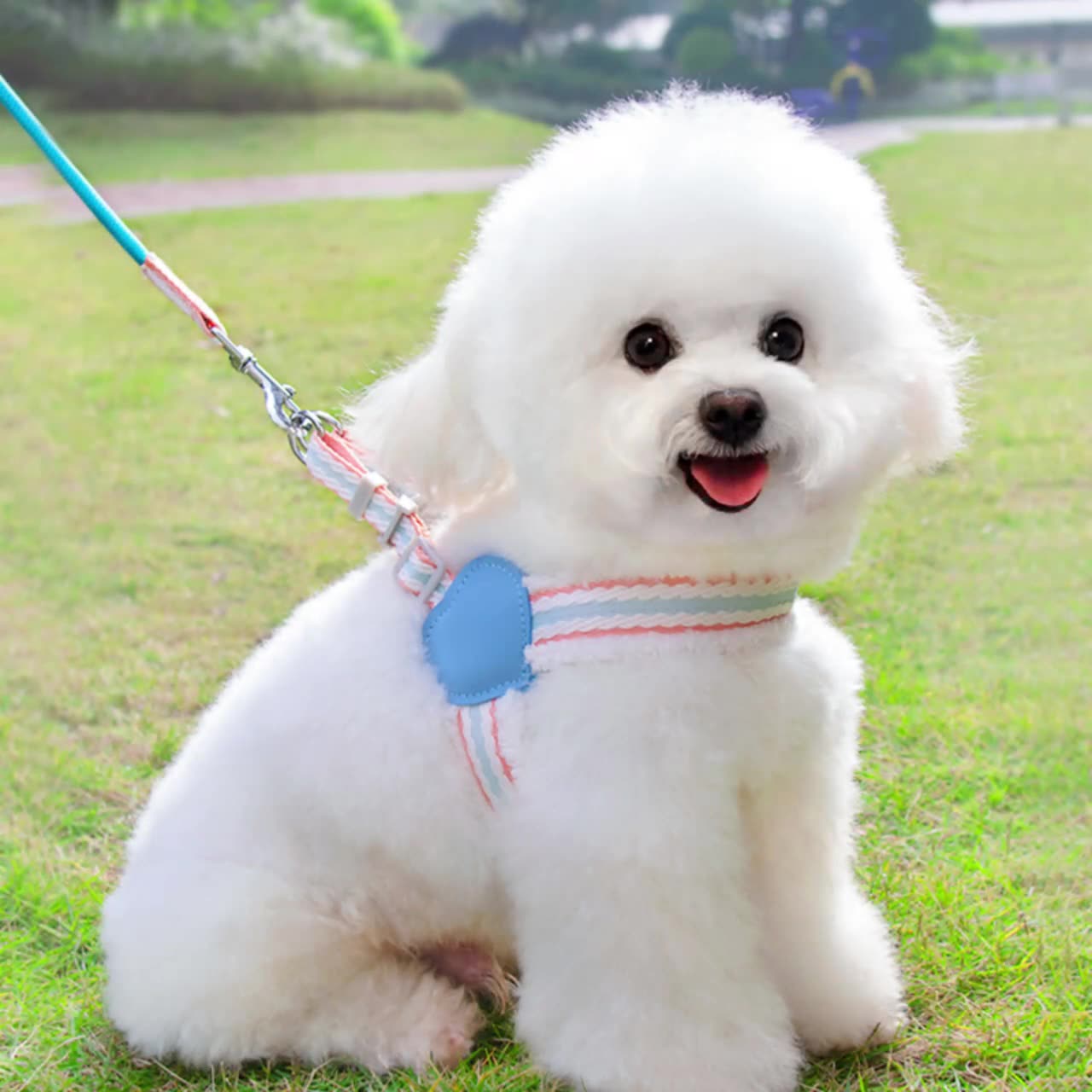 Walking Leash Small And Medium-sized Dog